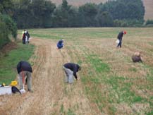 fieldwalking